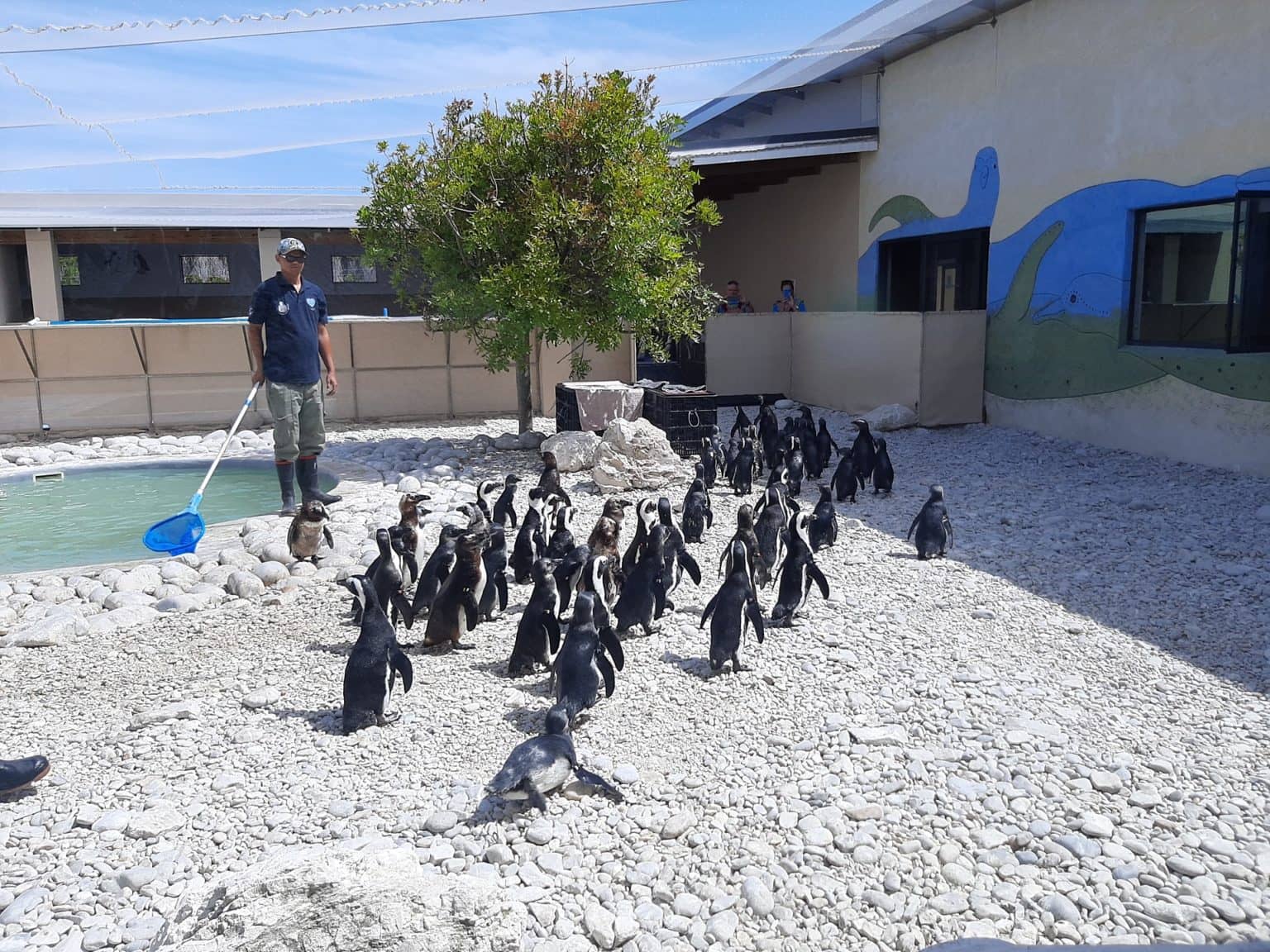 African Penguin & Seabird Sanctuary