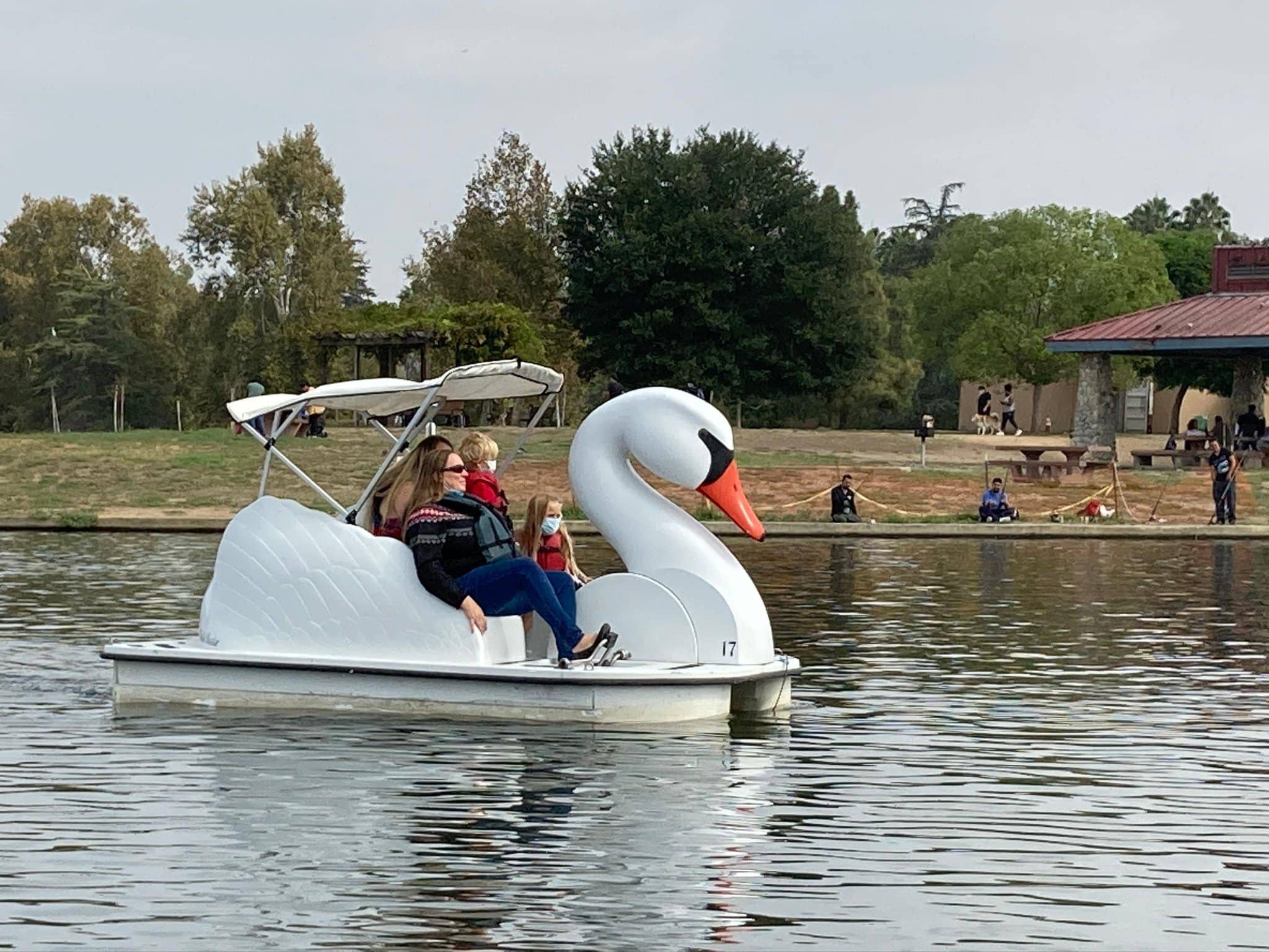 Swan Boats on the Lake