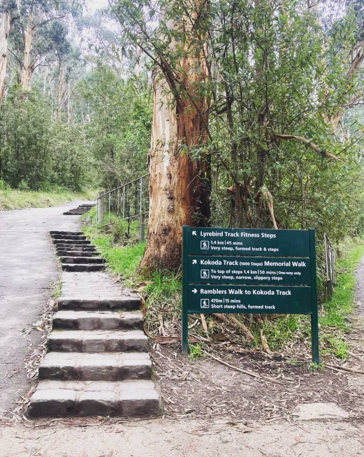 Lyrebird Track Descent