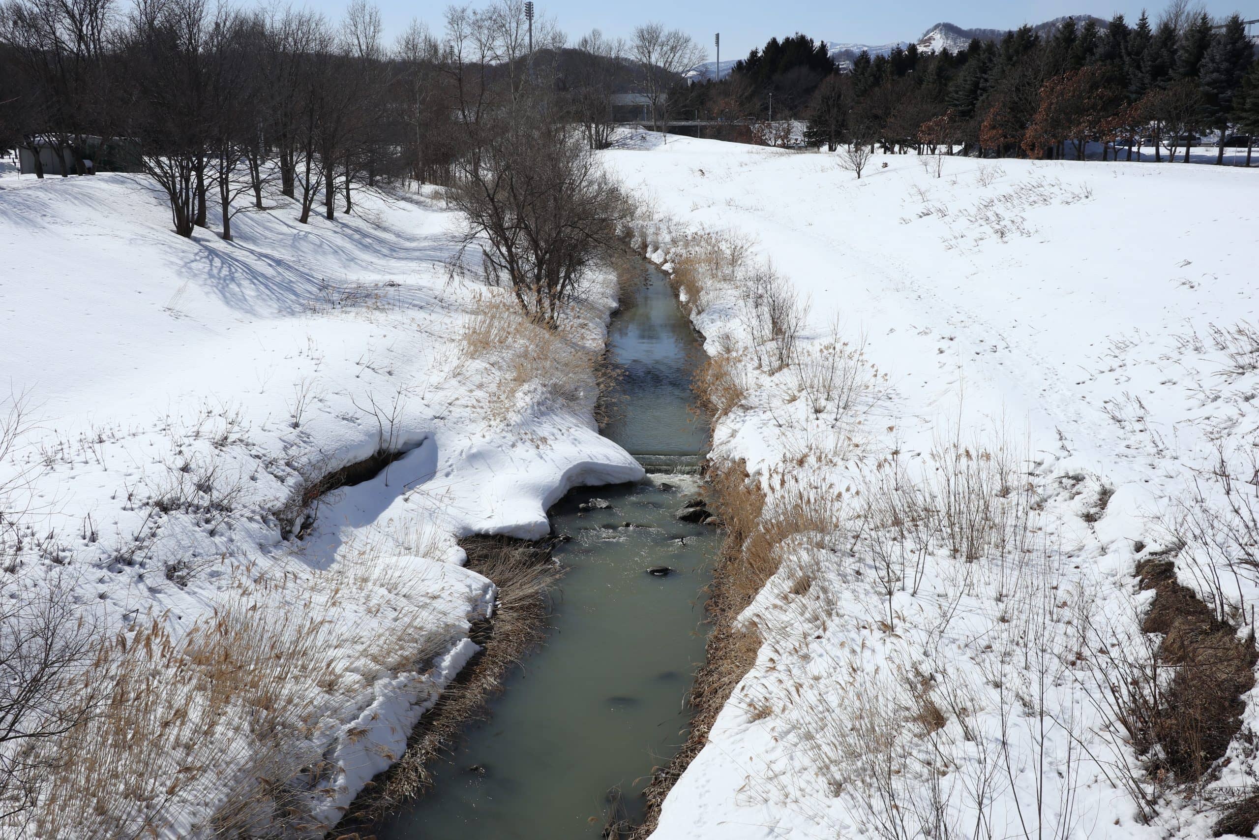 Makomanai River & Salmon