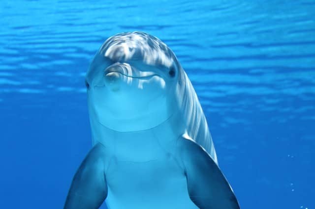 Dolphin Sightings