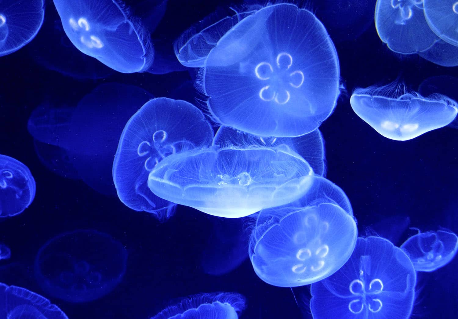 Jellyfish Wonders