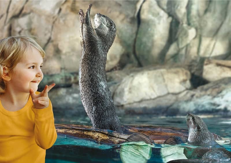 Penguin and Otter Playtime