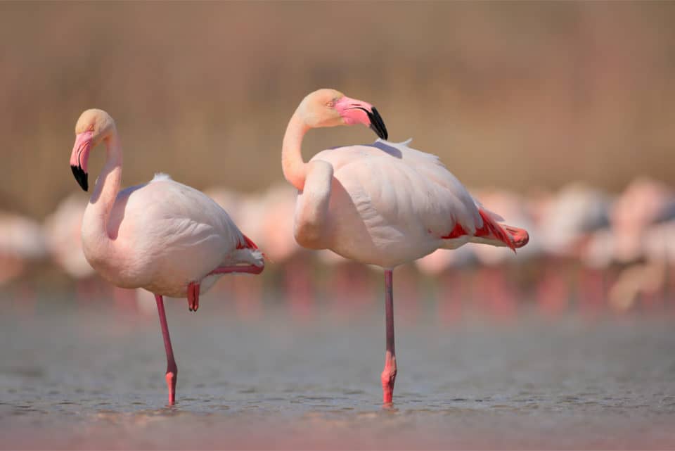 Flamingo Spotting