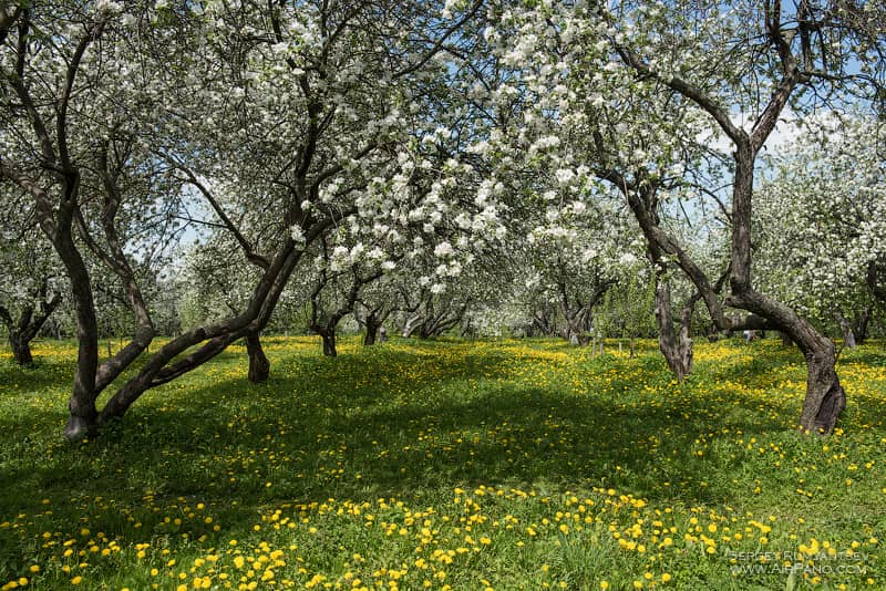 Kolomenskoye Park Gardens