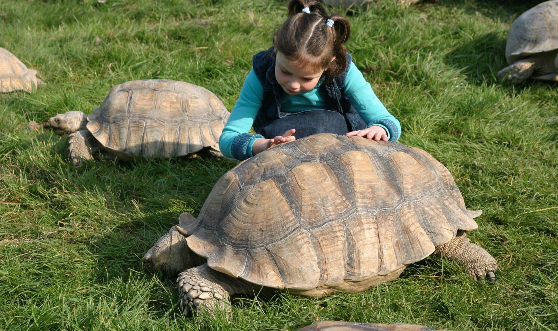 Giant Tortoise Encounters
