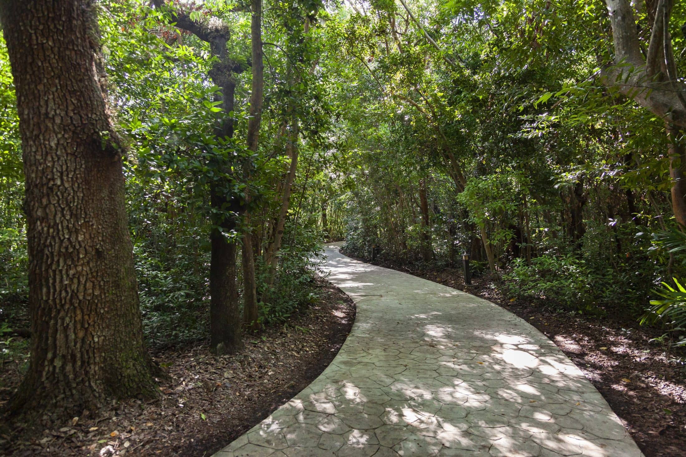 Mangrove Forest Trails
