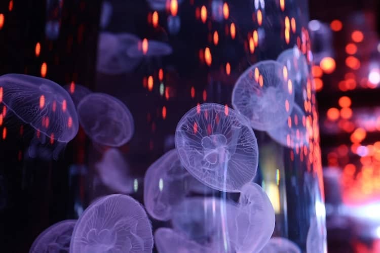 Jellyfish Tanks