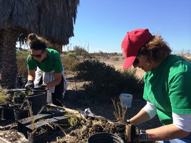 Volunteer Restoration Efforts