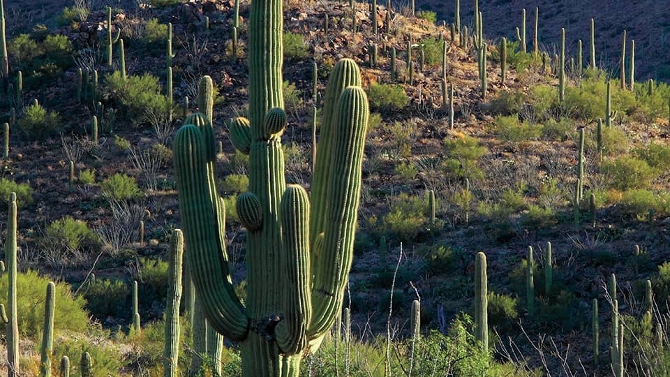 Majestic Saguaros