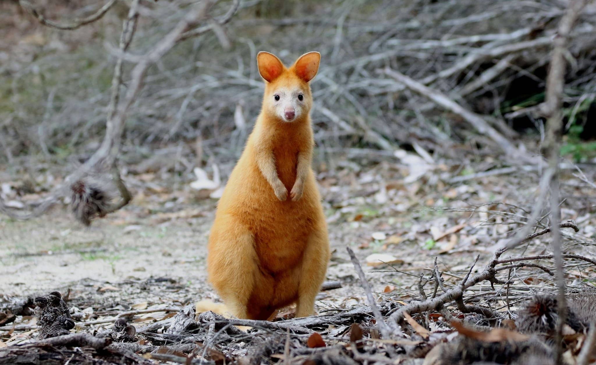 Wildlife Spotting Opportunities