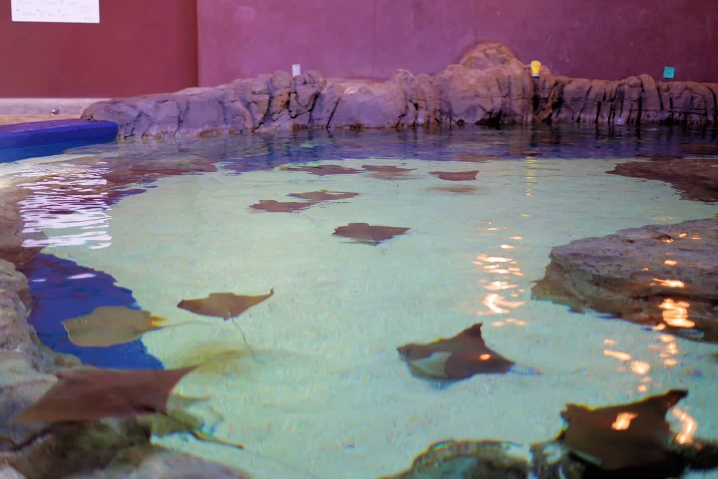Interactive Touch Pools