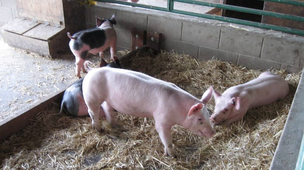 Farm Animal Encounters