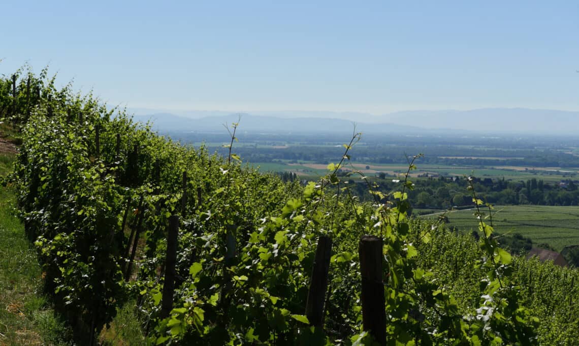 Vineyard Terroir Exploration