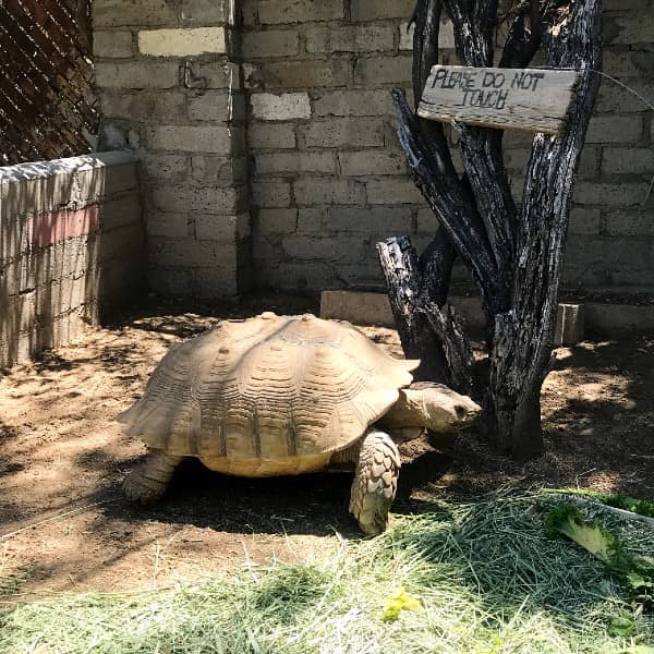 Wildlife Encounters