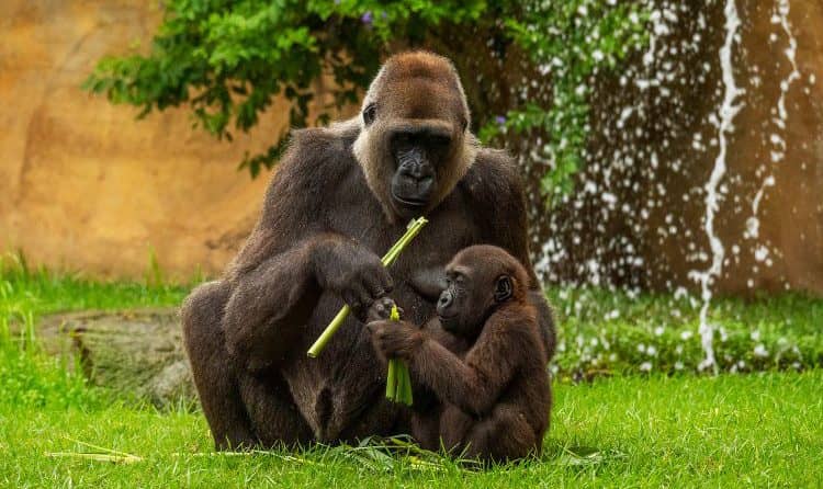 Majestic Gorillas