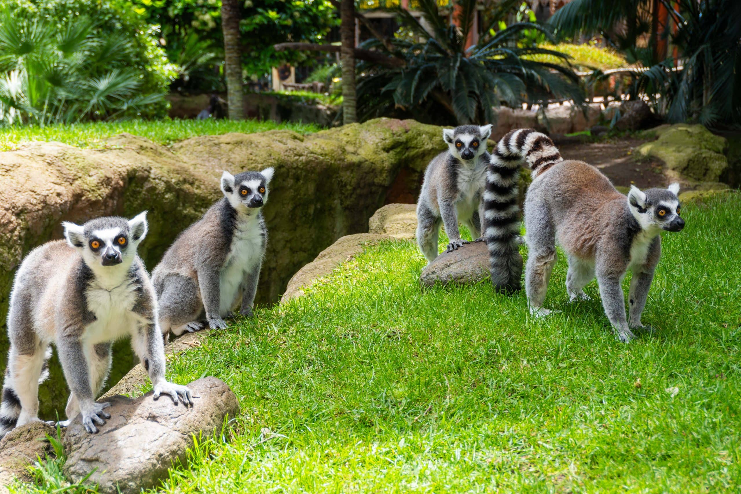 Free-Roaming Lemurs