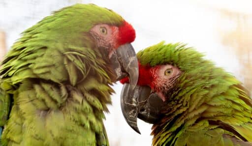 Parrot Encounters