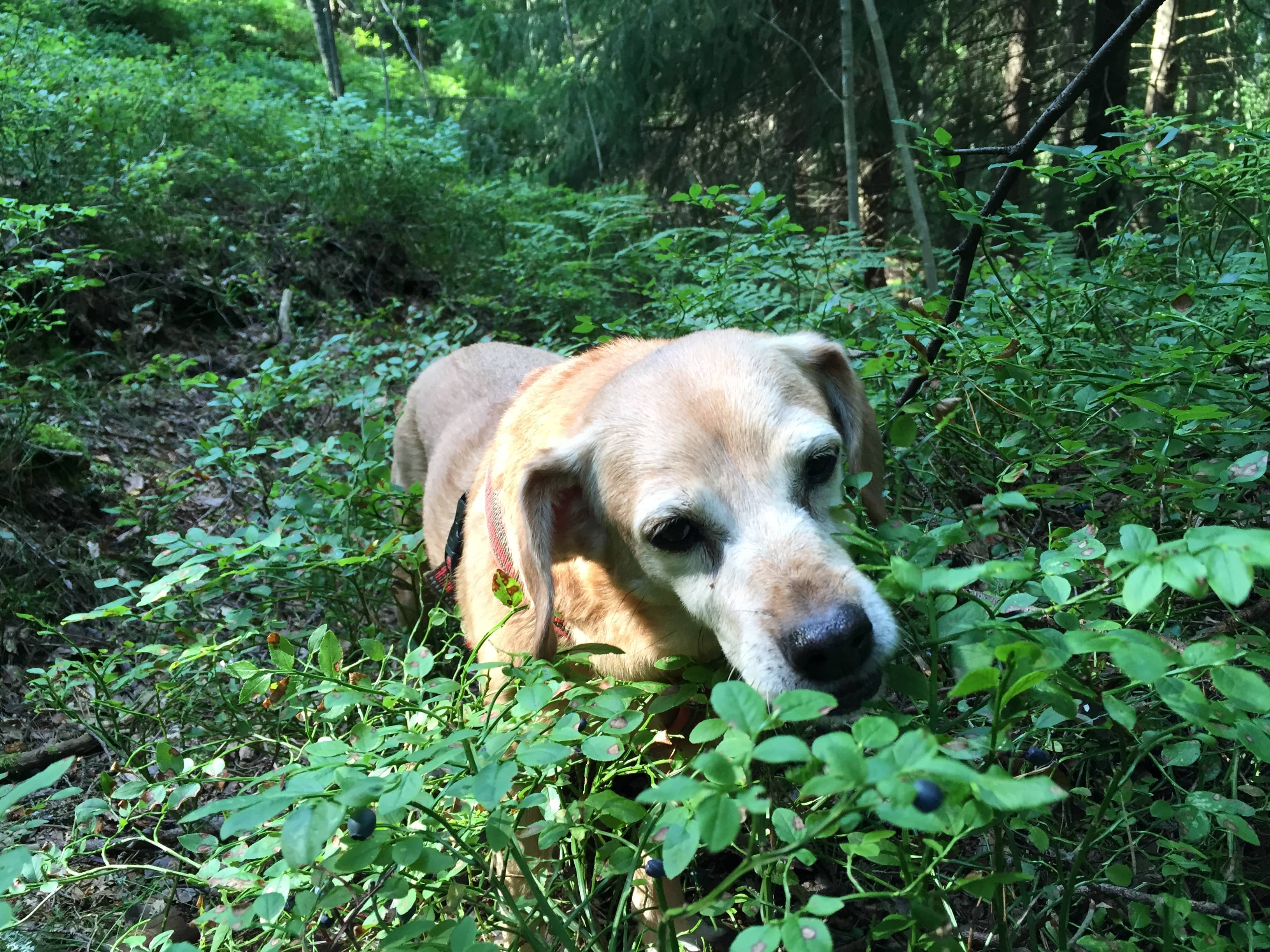 Wildlife Spotting