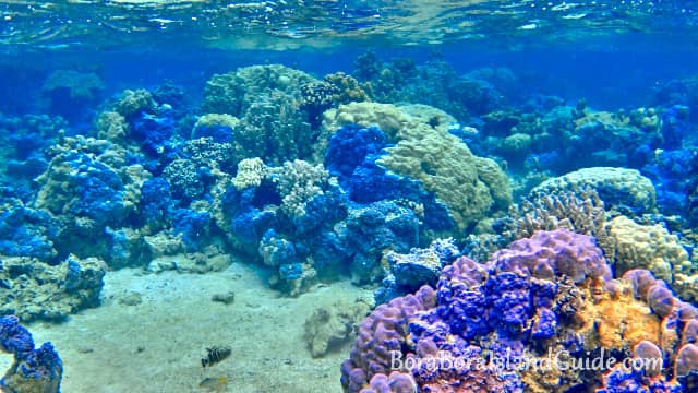 Vibrant Coral Gardens