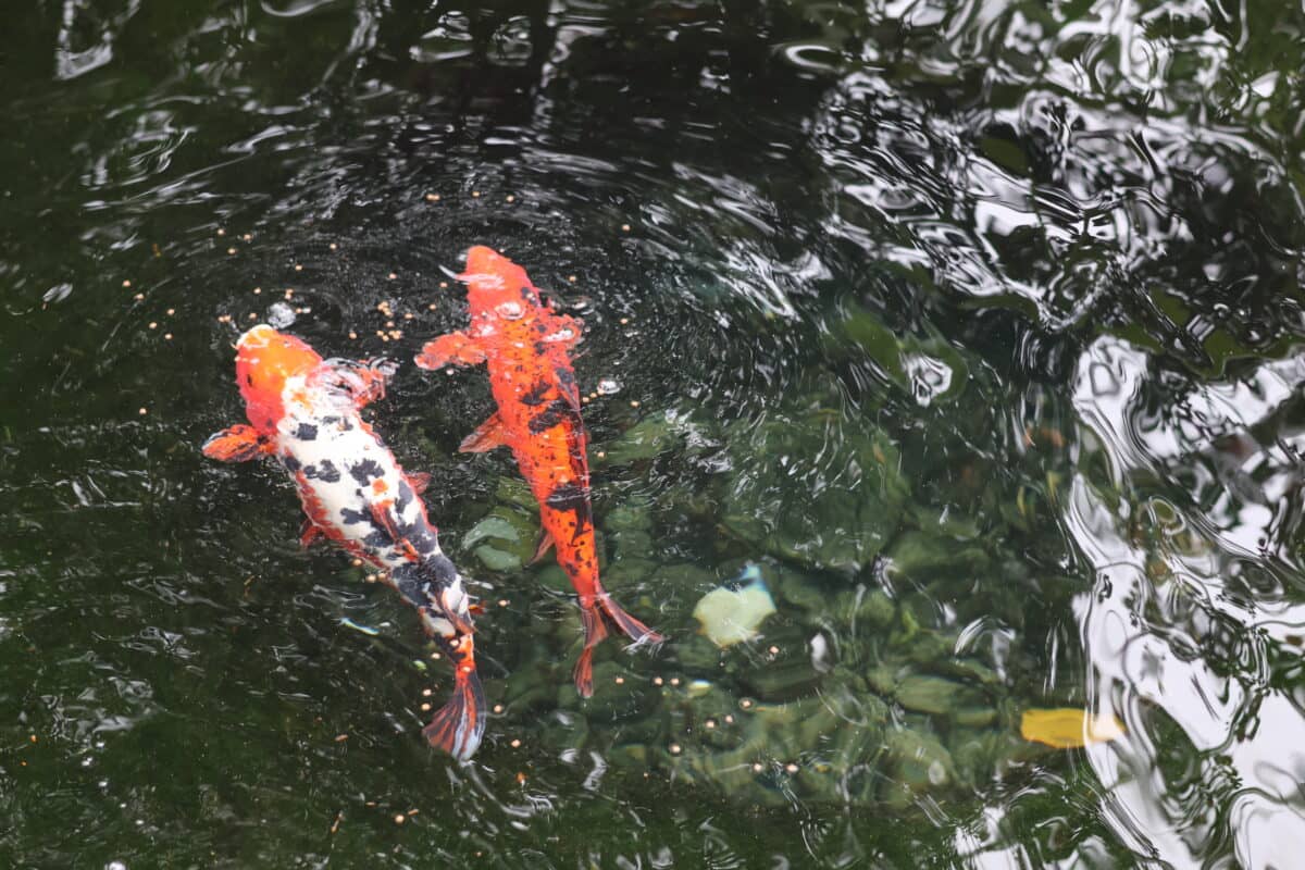 Koi Pond