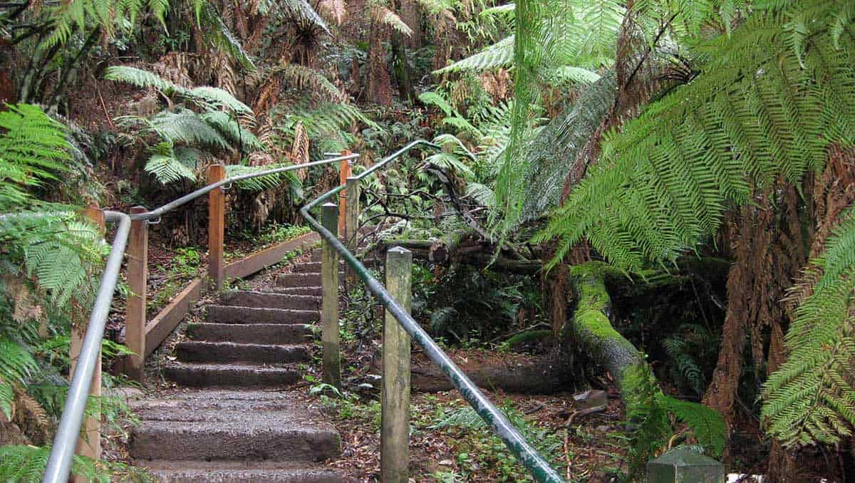 Rainforest Scenery