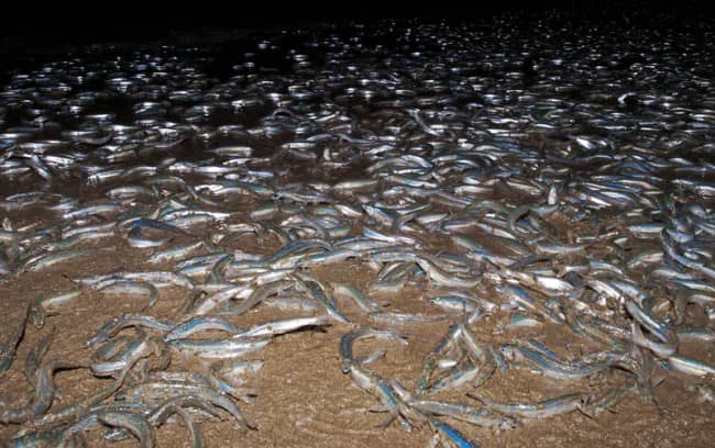 Grunion Encounters