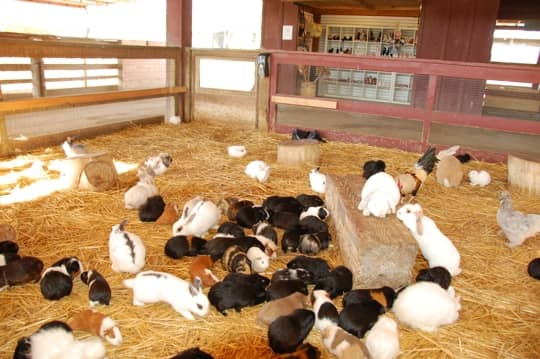 Zoomars Petting Zoo