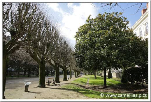 Lush Tree-Lined Promenade