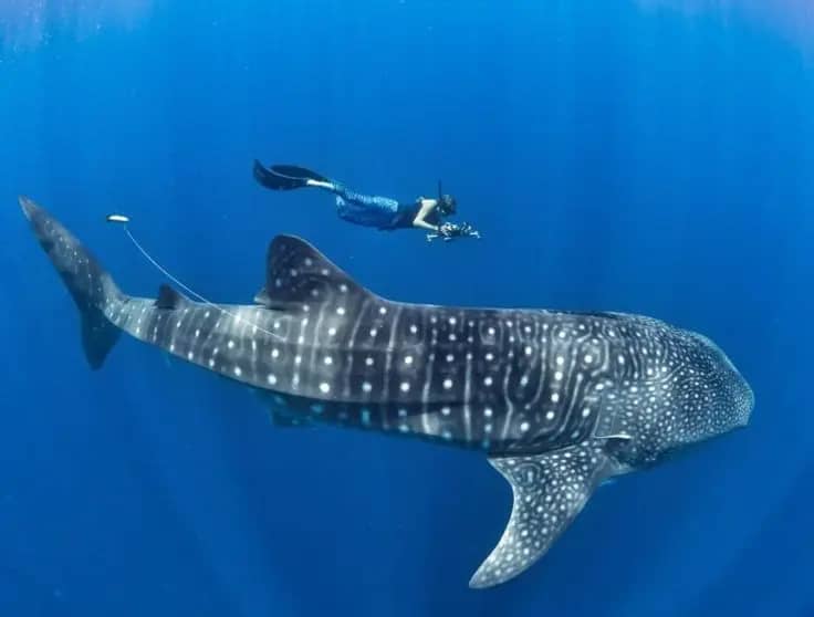 Marine Life Encounters