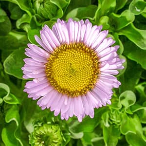 Native Plant Gardens