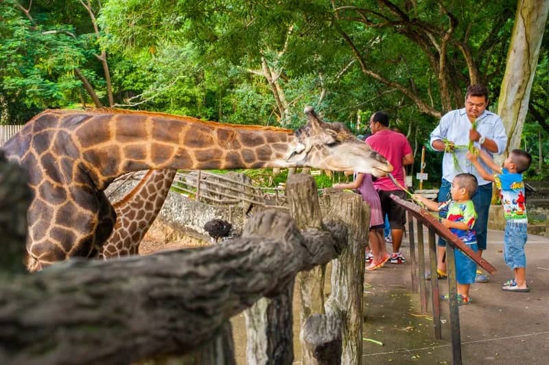 Giraffe & Elephant Encounters