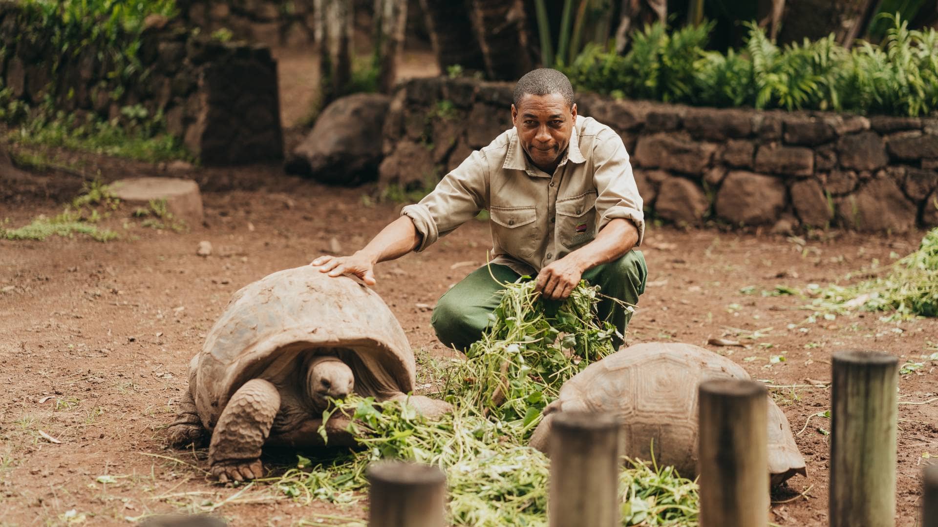 Giant Tortoise Enclosure