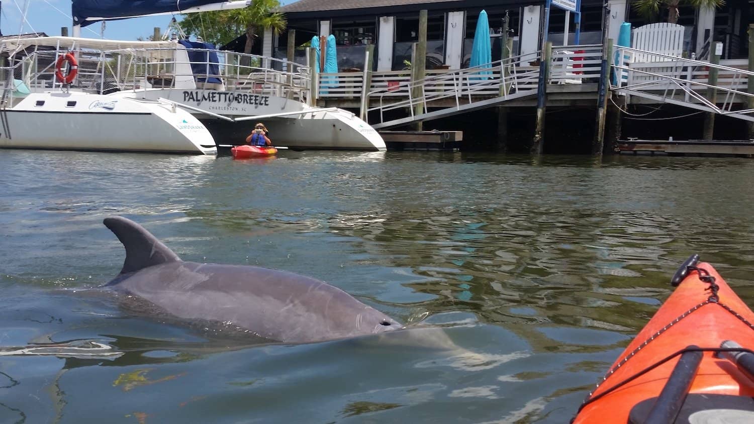 Dolphin & Bird Watching