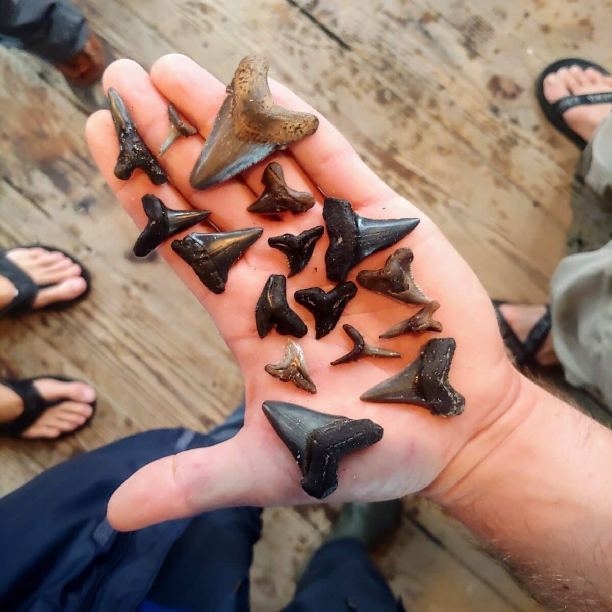 Shark Tooth Hunting