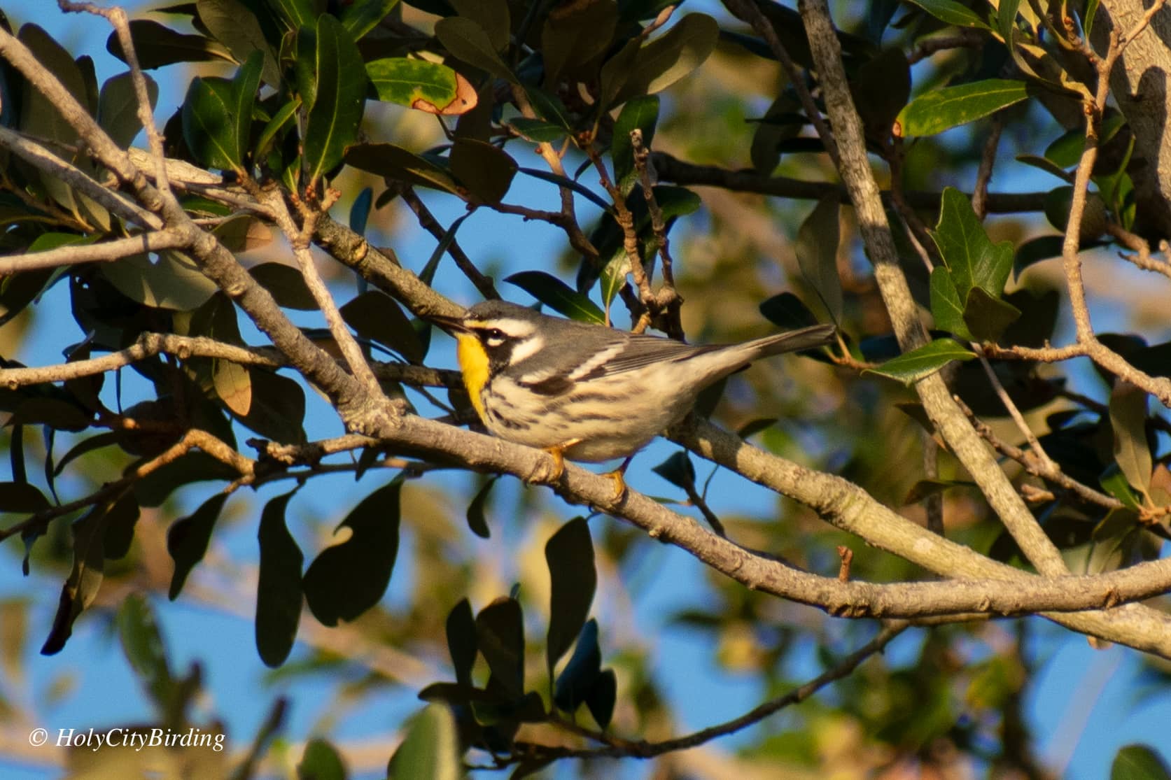 Birdwatching Oasis