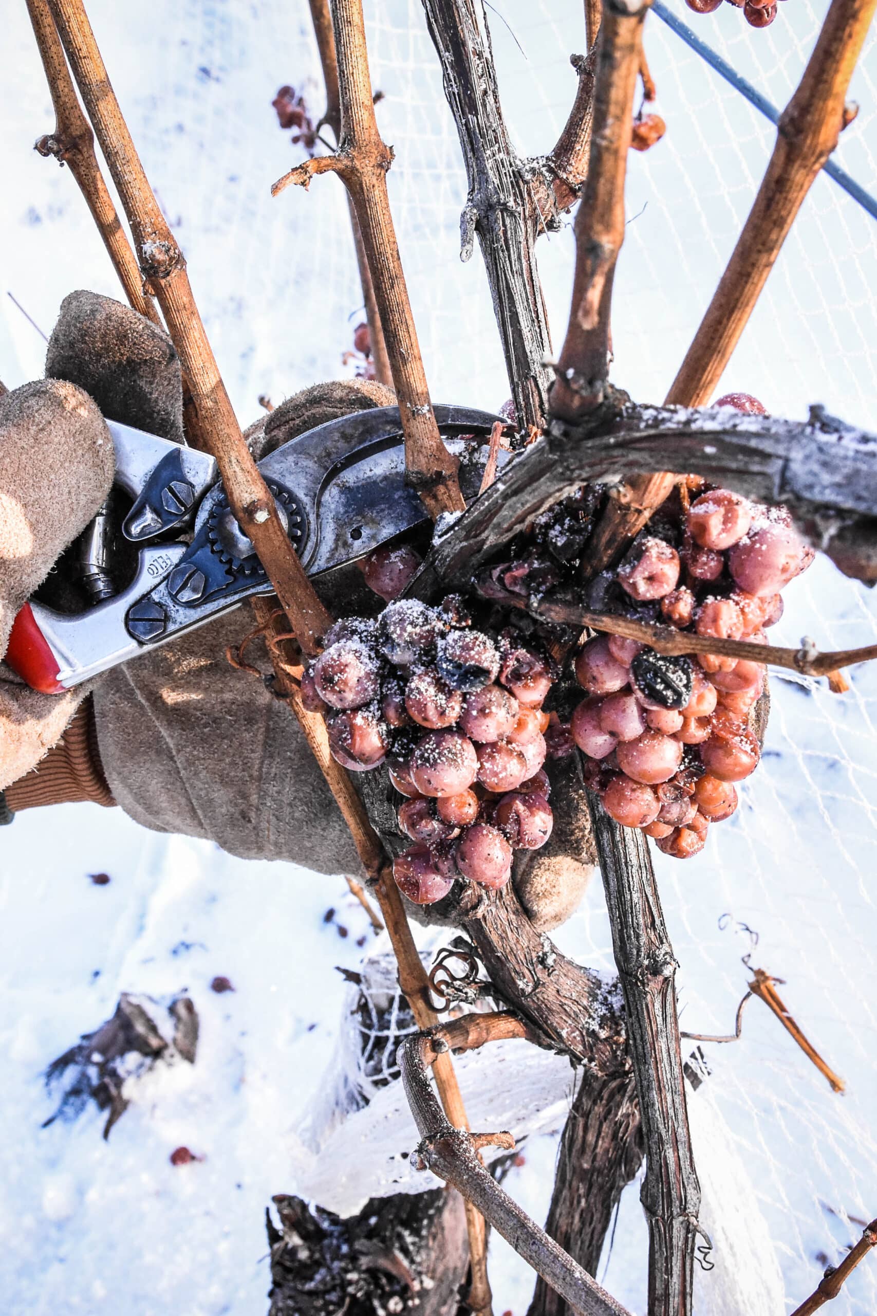 Ice Wine Harvest