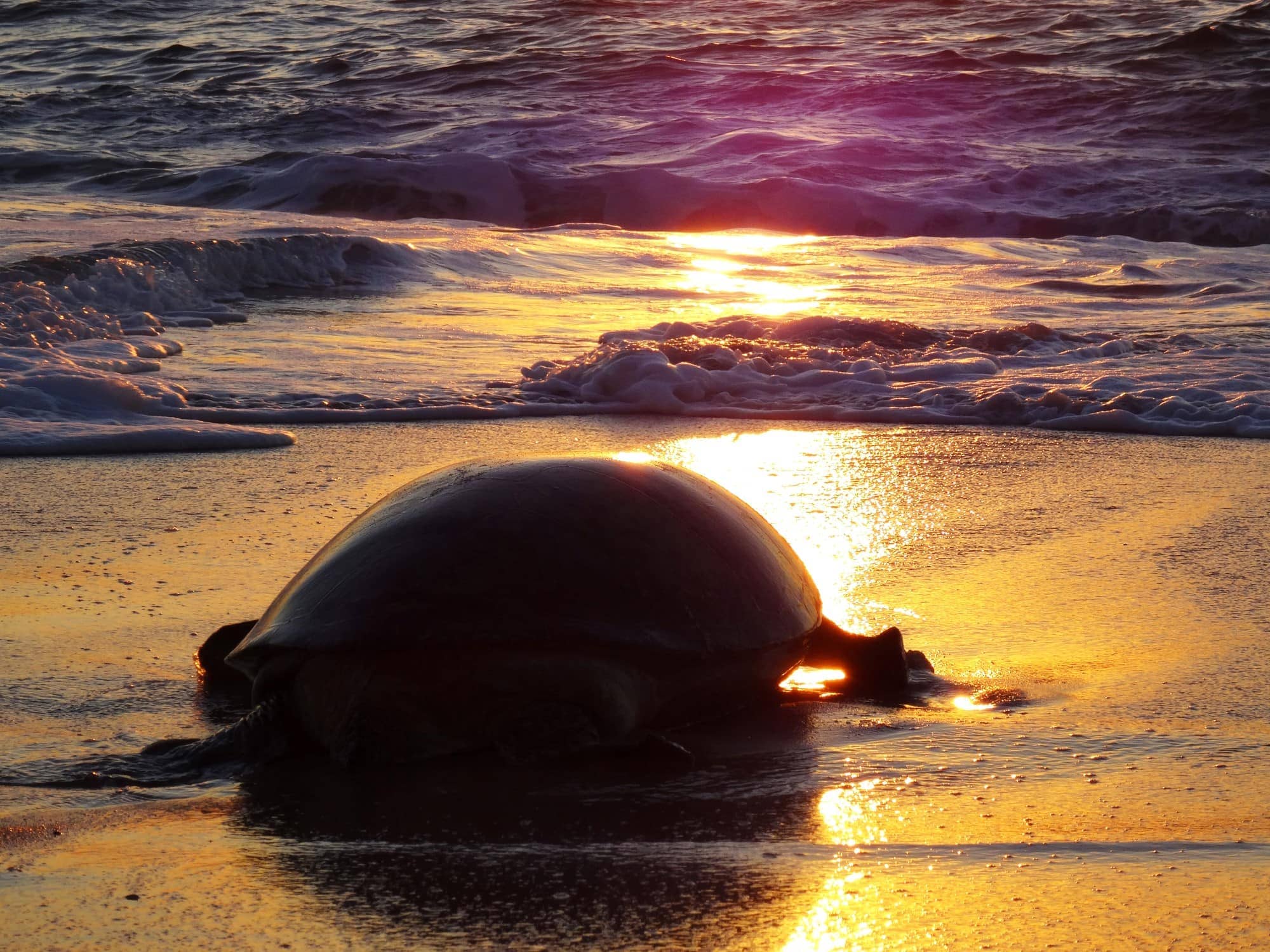 Sunrise Turtle Tour
