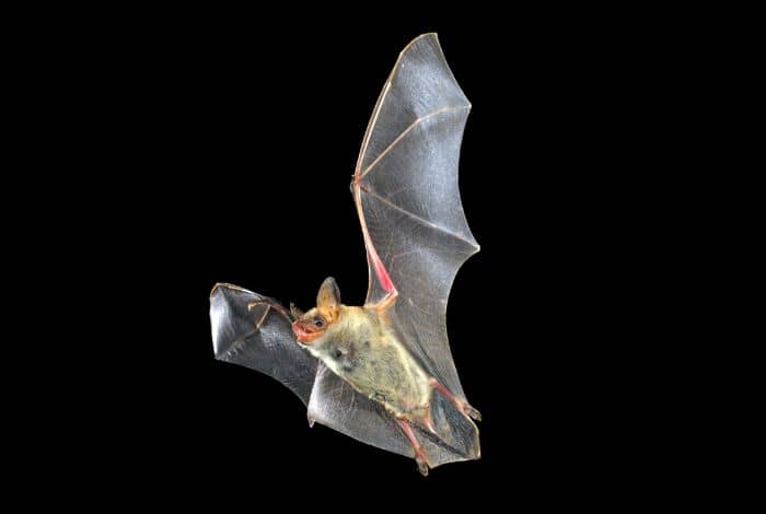 Bat Feeding Show