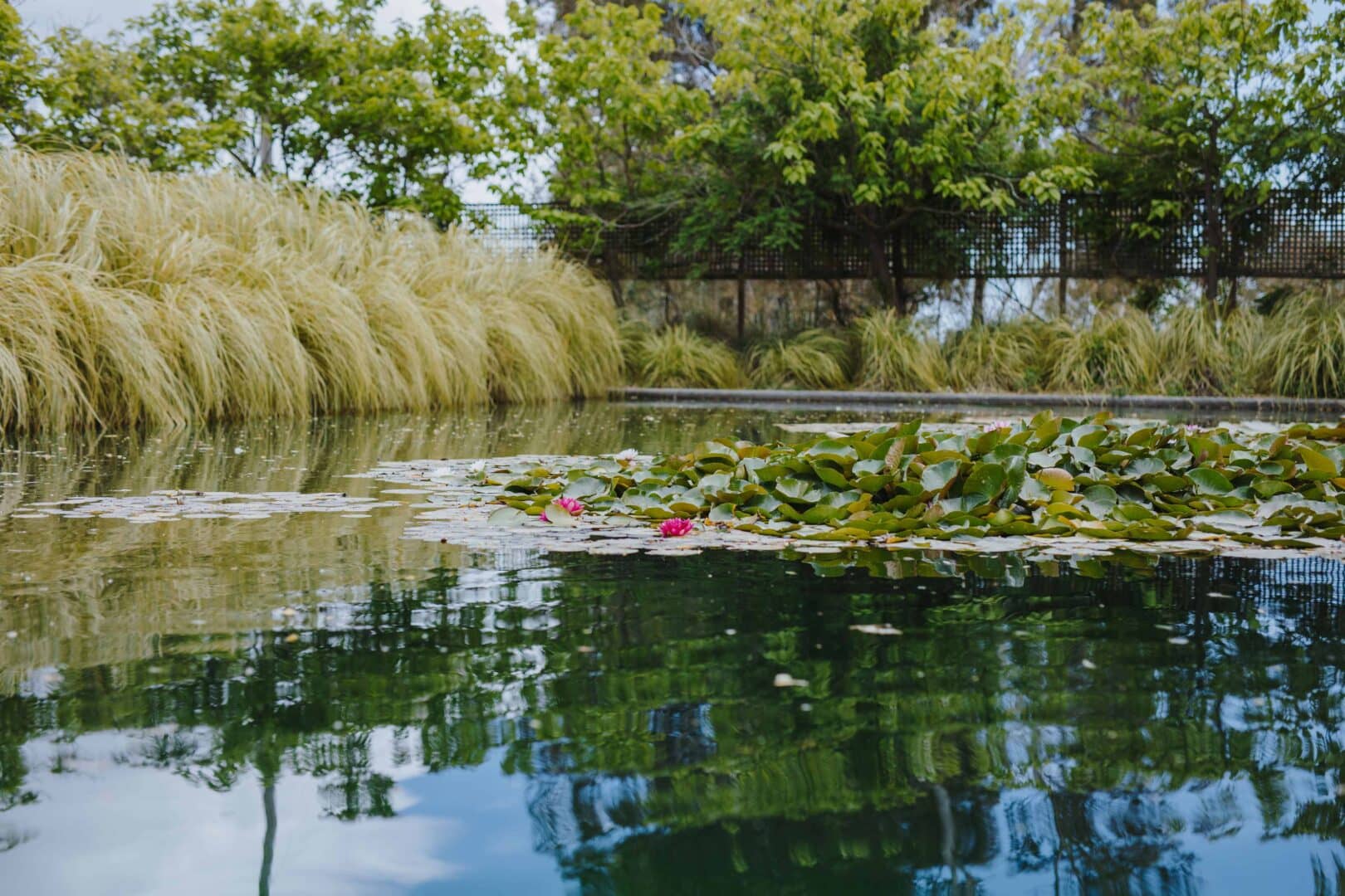 Lily Pond & Garden of Contrast