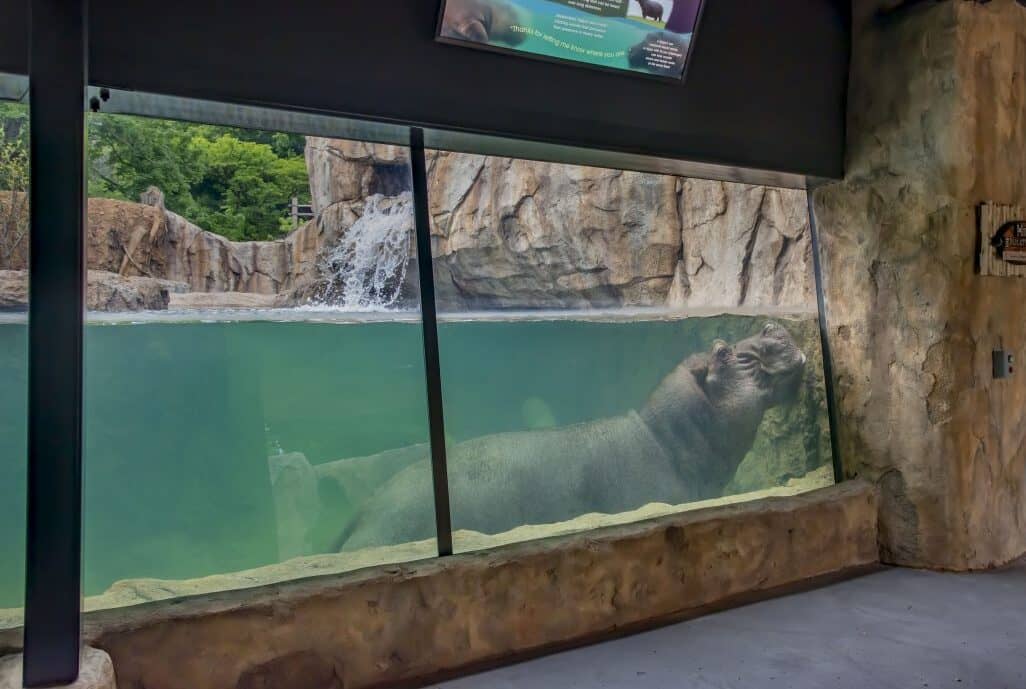 Hippos' Aquatic Haven