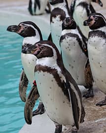 Penguin Feeding