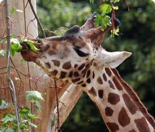 Giraffe Views