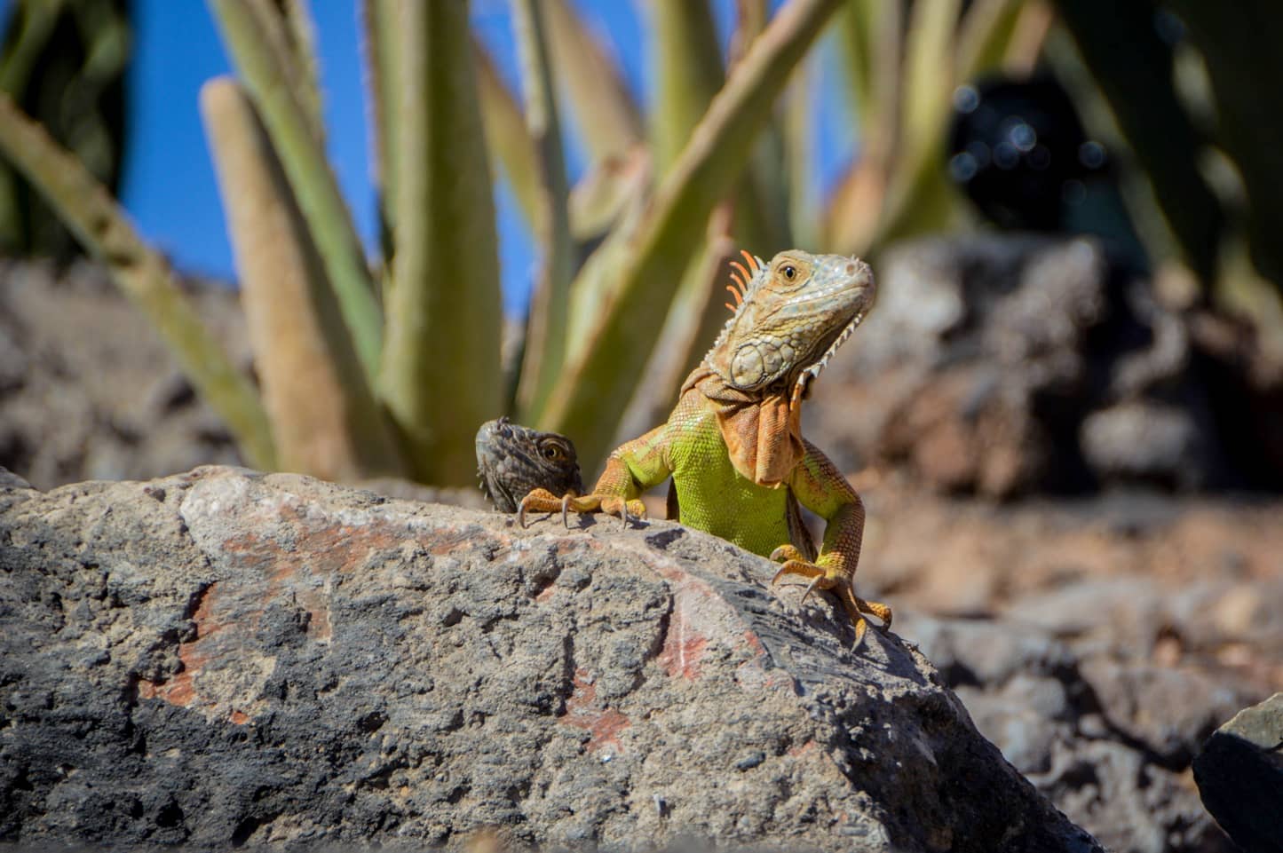 Reptile Encounters