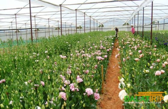 Diverse Flower Blooms