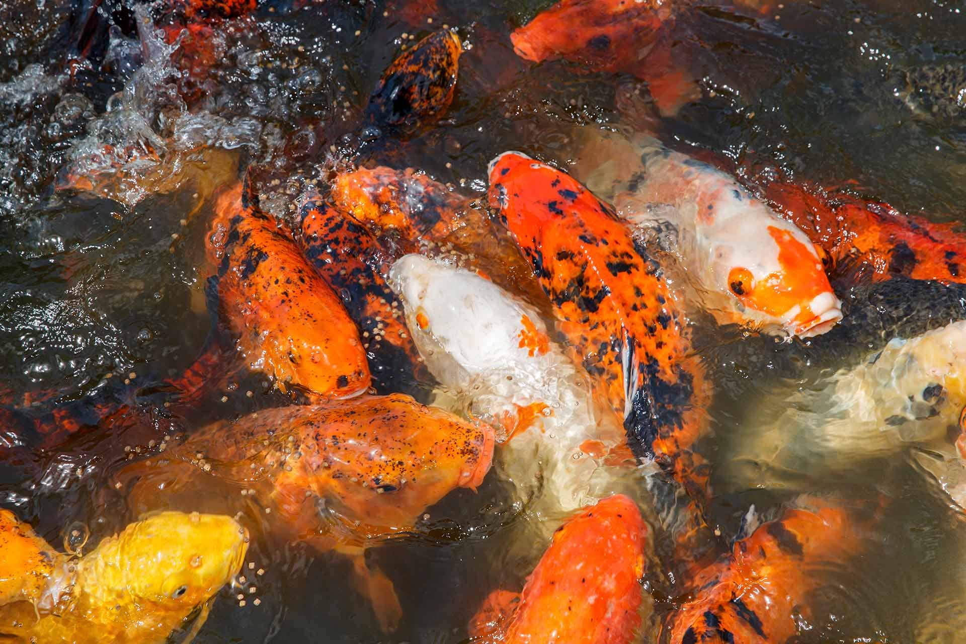 Lily Pond & Koi