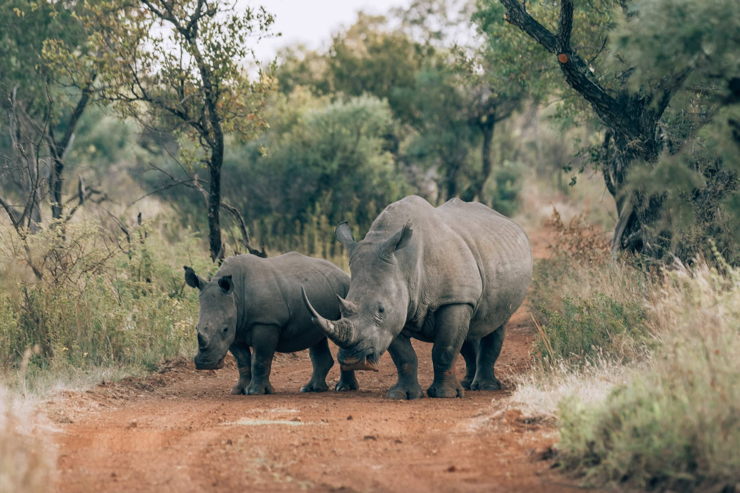 Self-Drive Safaris
