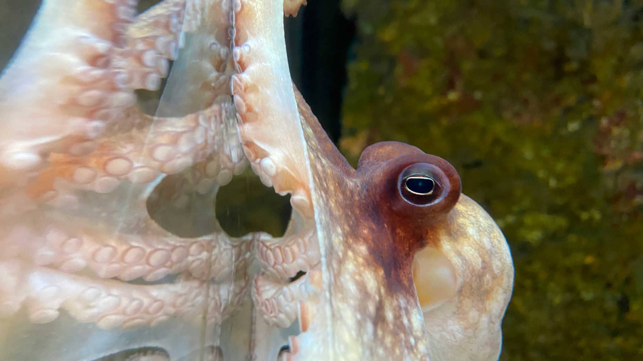 Sassy Octopus