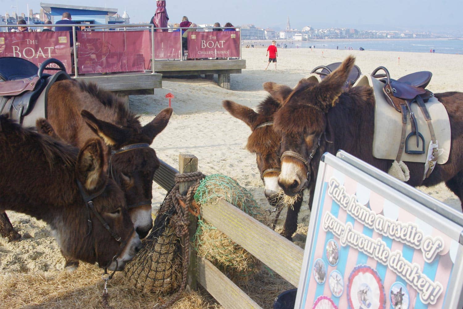 Donkey Rides
