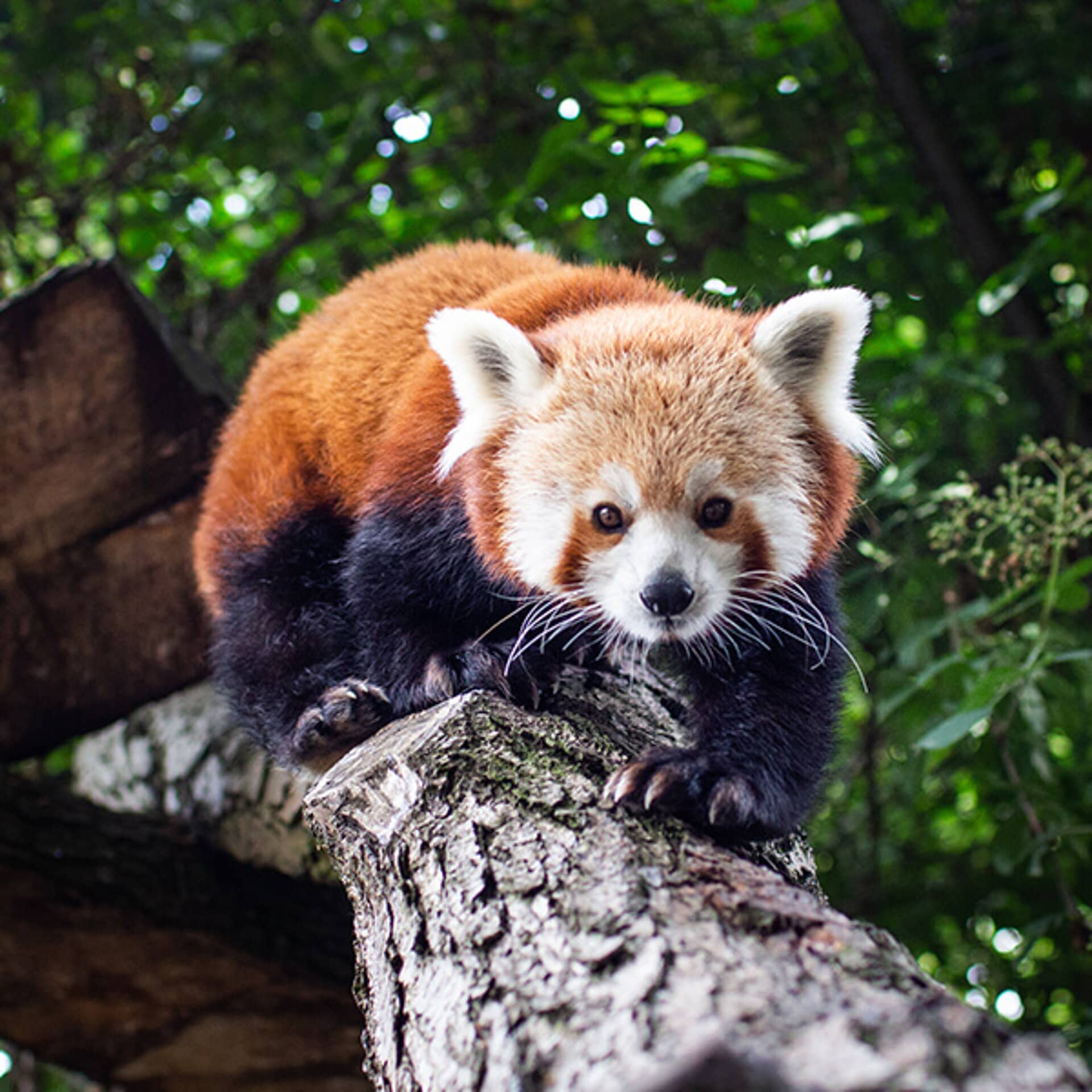 Drayton Manor Zoo